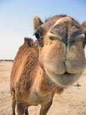 camel closeup
