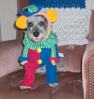 costumed dog