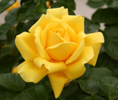 yellow rose