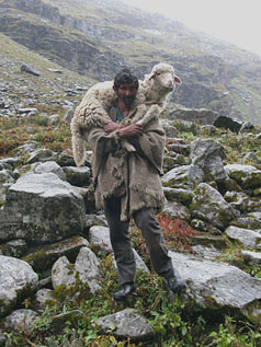 shepherd with rescued sheep