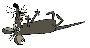 dead rat