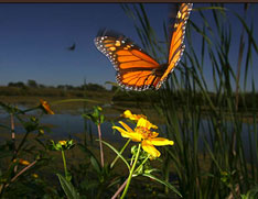 butterfly