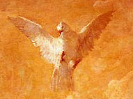 a dove