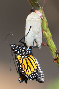 butterfly