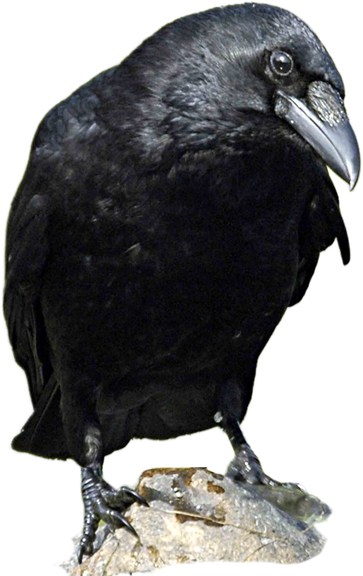 a crow