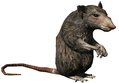 Judas the rat