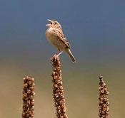 sparrow