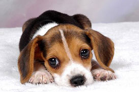 Beagle pup