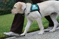 Guide dog for the blind
