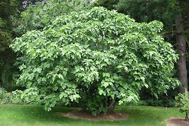 healthy fig tree
