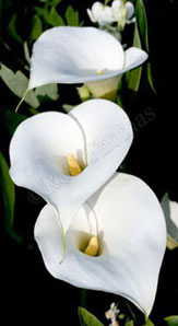 calla lilies