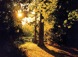 Trees in sunrise