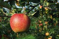 apple