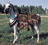 a riderless horse