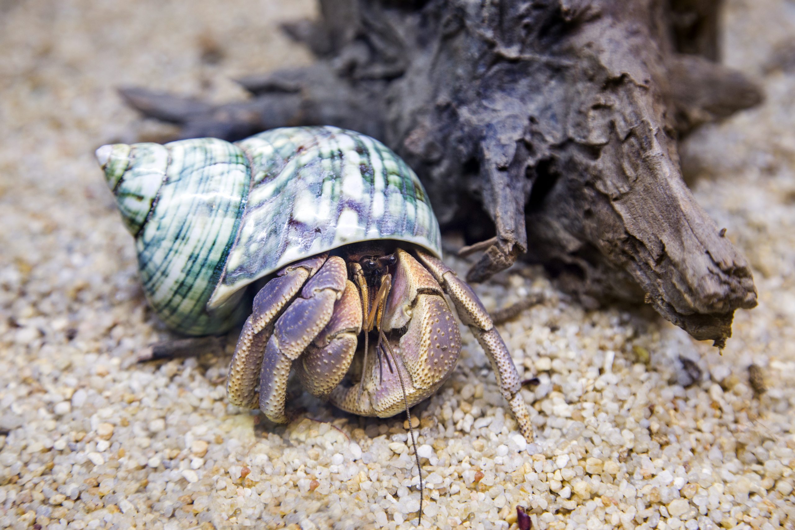 crab