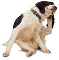 itchy dog