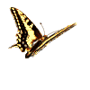 a butterfly