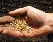 mustard seeds