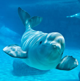 Beluga whale