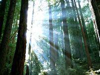 redwoods