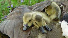 snuggled
