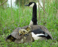 safe under wing