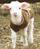 a sheep