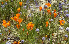 poppies
