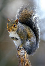 squirrel