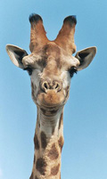 a giraffe