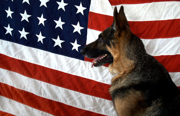 veteran dog