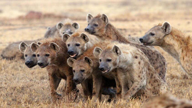 virtual hyenas