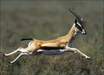 gazelle