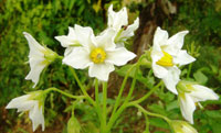 potato flowers