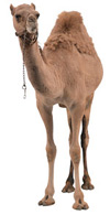 A horse put together by a committee