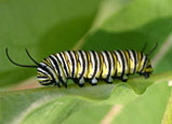 caterpillar