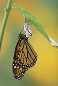 cocoon exit