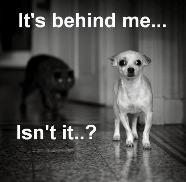 Something's following me
