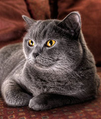 cat