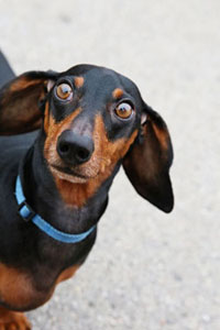 surprised dachshund