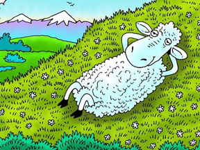 safely snoozing sheep